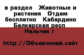  в раздел : Животные и растения » Отдам бесплатно . Кабардино-Балкарская респ.,Нальчик г.